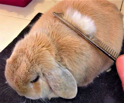 ウサギのブラッシング風景