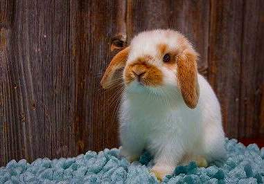 ホーランドロップの成体