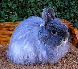 ジャージーウーリーの成体