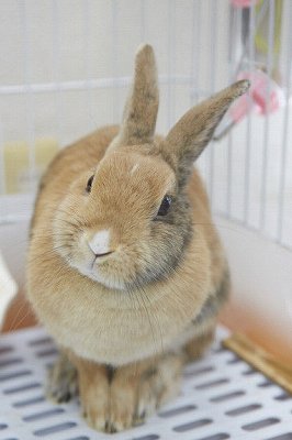 ミックスうさぎ