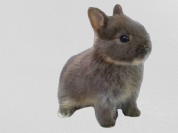 ネザーランドドワーフの赤ちゃん