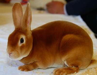 レッキスの成獣