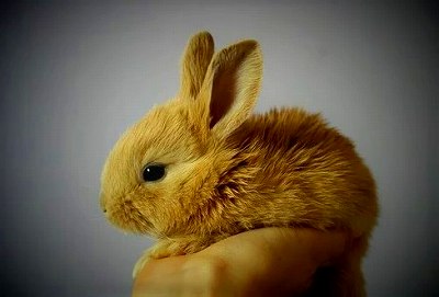 ネザーランドドワーフの子供